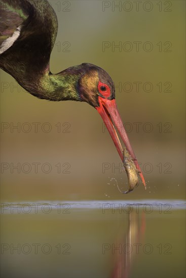 Black stork (Ciconia nigra)