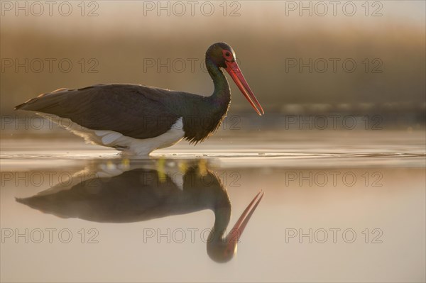 Black stork (Ciconia nigra)