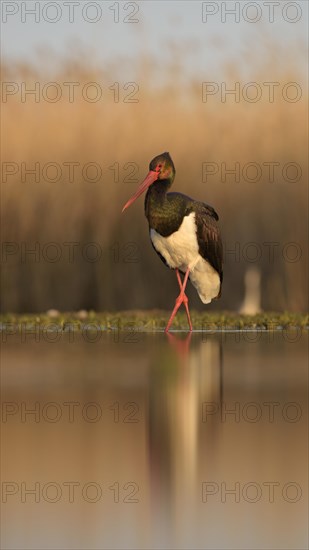 Black stork (Ciconia nigra)