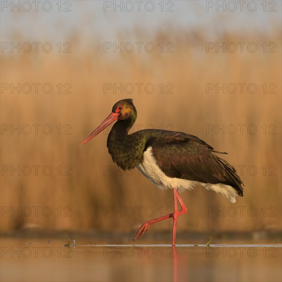 Black stork (Ciconia nigra)