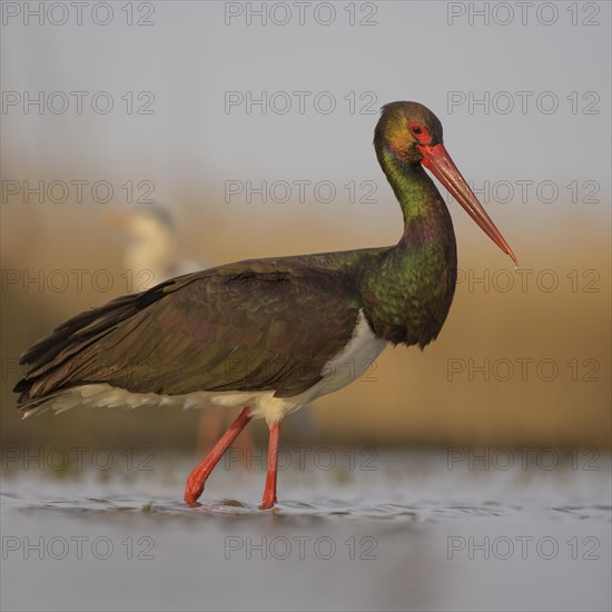 Black stork (Ciconia nigra)