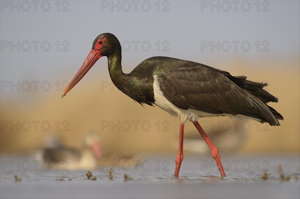 Black stork (Ciconia nigra)