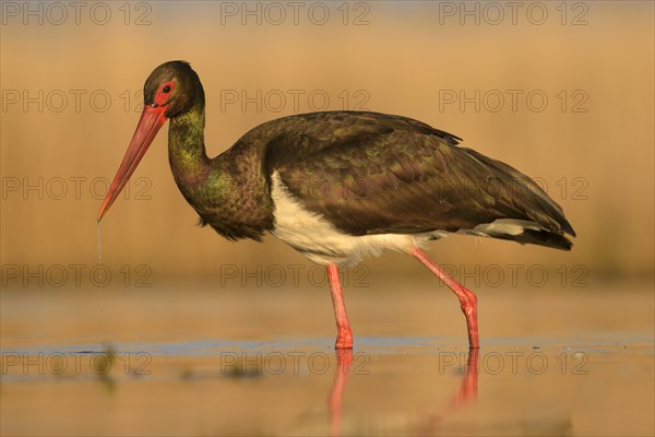 Black stork (Ciconia nigra)