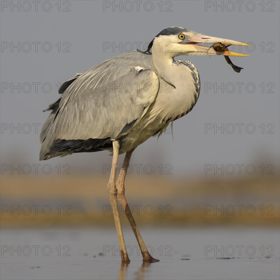 Grey heron (Ardea cinerea) with wels catfish (Silurus glanis) in beak