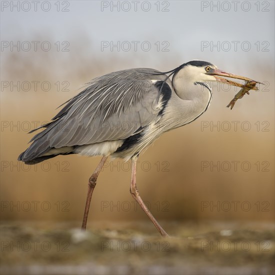 Grey heron (Ardea cinerea) with wels catfish (Silurus glanis) in beak