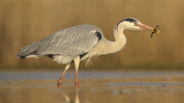 Grey heron (Ardea cinerea) with wels catfish (Silurus glanis) in beak