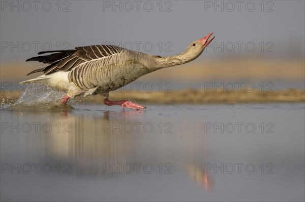 Greylag goose (Anser anser)