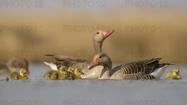 Greylag geese (Anser anser)