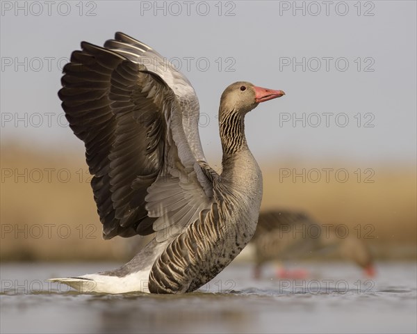 Greylag geese (Anser anser)