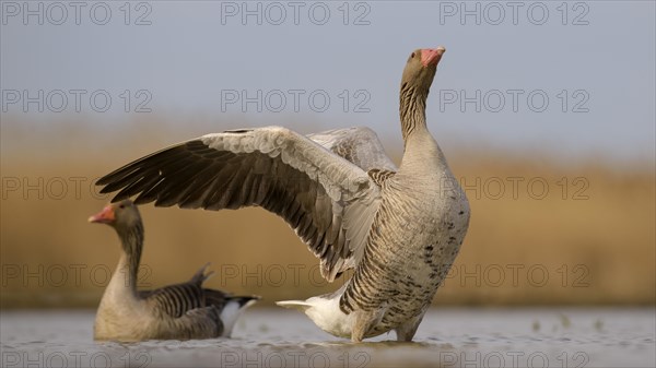 Greylag geese (Anser anser)