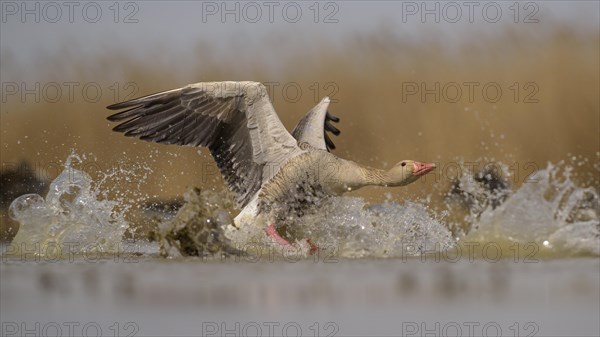 Greylag goose (Anser anser)