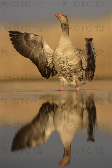 Greylag goose (Anser anser)