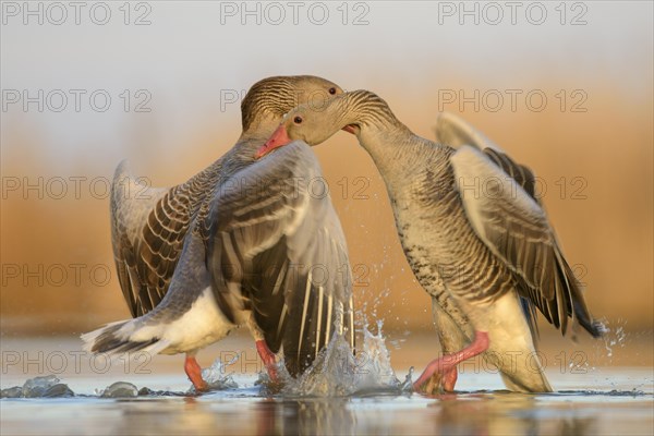 Greylag geese (Anser anser)