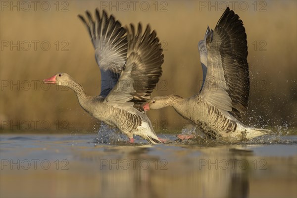 Greylag geese (Anser anser)