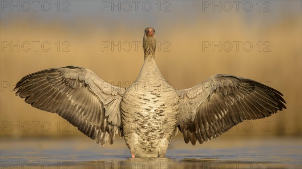 Greylag goose (Anser anser)