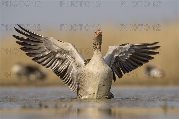 Greylag goose (Anser anser)