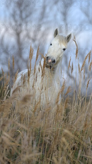 Camargue horse between reeds