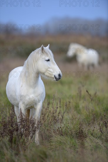 Camargue horse