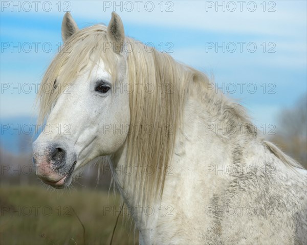 Camargue horse