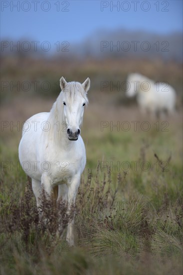 Camargue horse