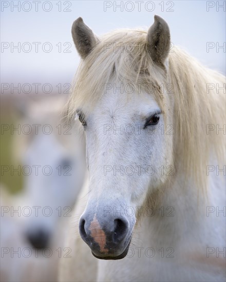 Camargue horse