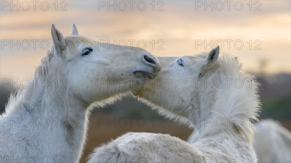 Camargue horses