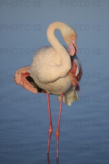 Greater flamingo (Phoenicopterus roseus) in lagoon