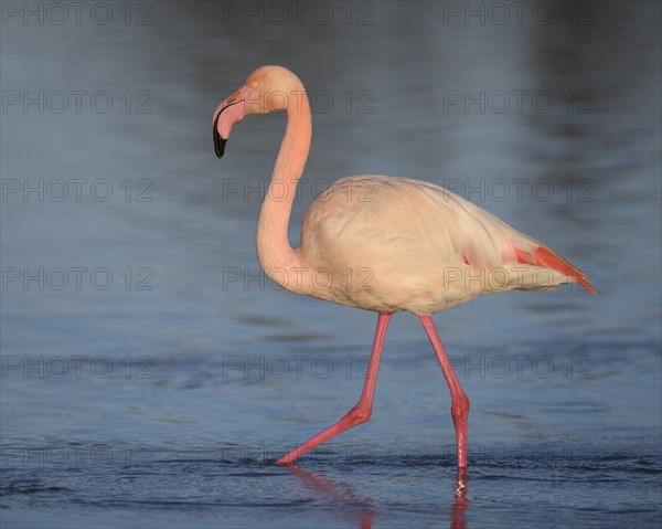 Greater flamingo (Phoenicopterus roseus) wading through lagoon