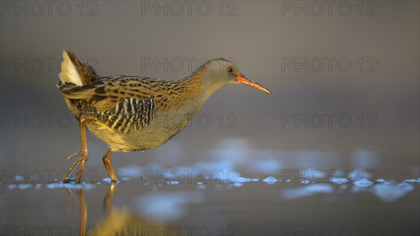 Water Rail (Rallus aquaticus)