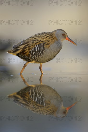 Water Rail (Rallus aquaticus)