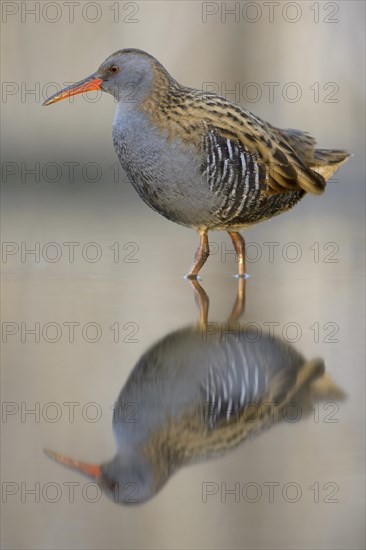 Water Rail (Rallus aquaticus)