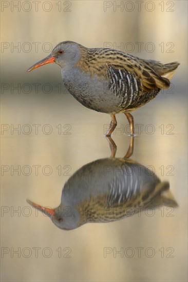 Water Rail (Rallus aquaticus)