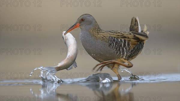 Water Rail (Rallus aquaticus)