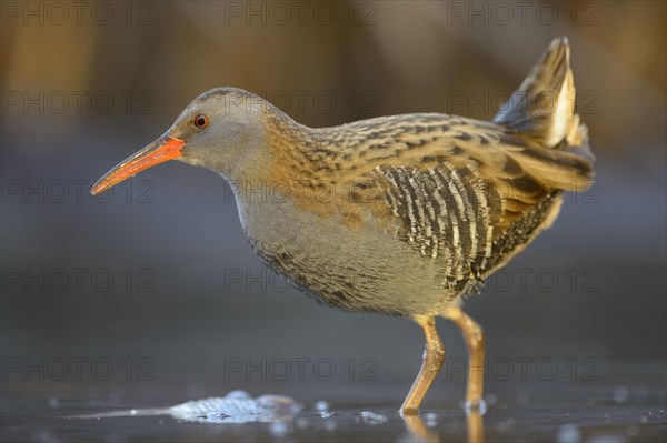 Water Rail (Rallus aquaticus)