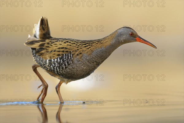 Water Rail (Rallus aquaticus)