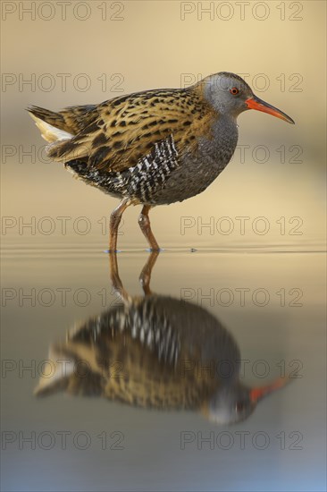 Water Rail (Rallus aquaticus)