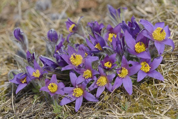 Common pasque flower (pulsatilla vulgaris)