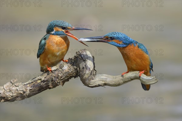 Kingfisher (Alcedo atthis)