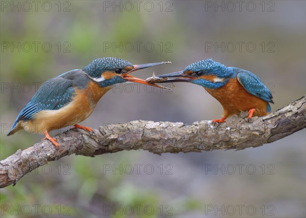 Kingfisher (Alcedo atthis)