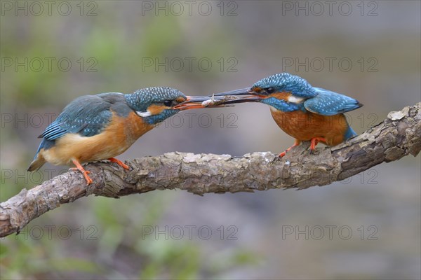 Kingfisher (Alcedo atthis)