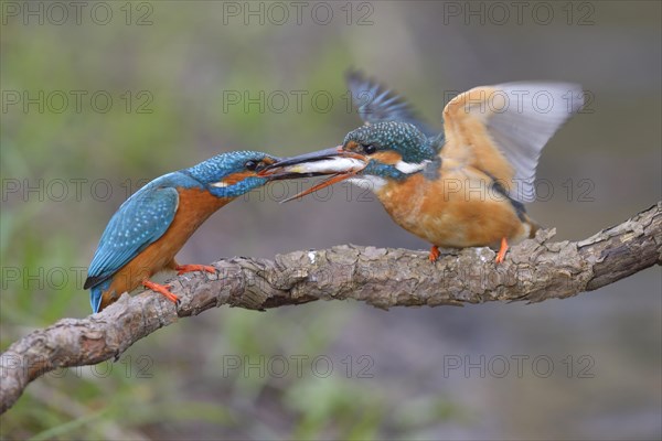 Kingfisher (Alcedo atthis)