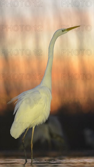 Great Egret (Casmerodius albus)