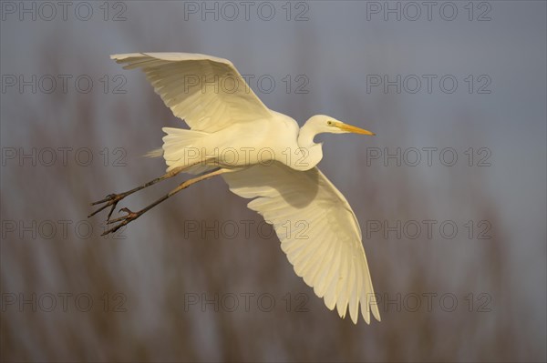 Great Egret (Casmerodius albus) flying adult bird