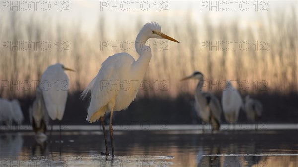 Great Egret (Casmerodius albus)