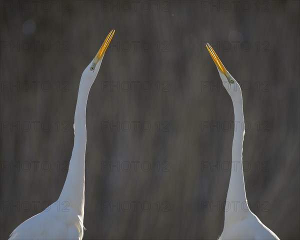 Great Egret (Casmerodius albus)