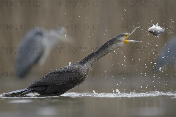 Cormorant (Phalacrocorax carbo)