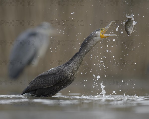 Cormorant (Phalacrocorax carbo)