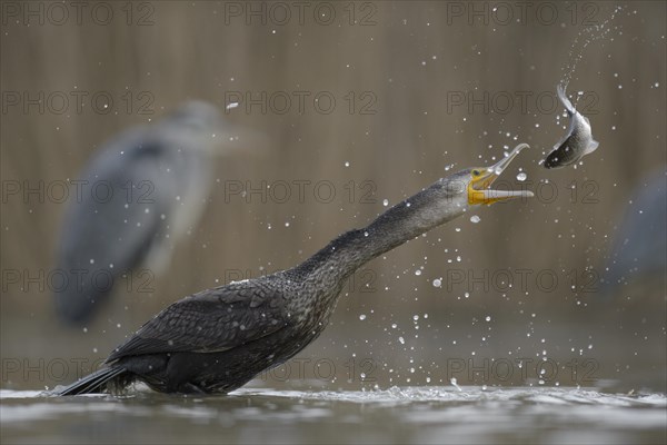 Cormorant (Phalacrocorax carbo)