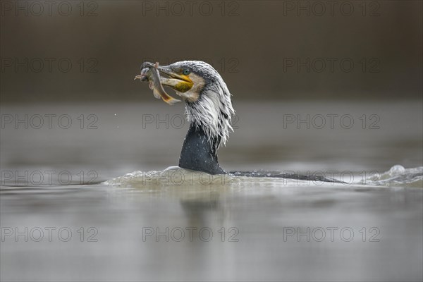 Cormorant (Phalacrocorax carbo)