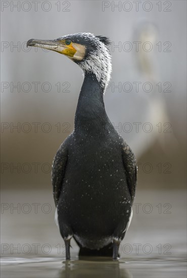 Cormorant (Phalacrocorax carbo)